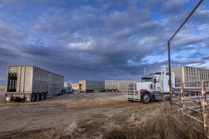 Illinois cattle face longer hauls as Tyson beef plant shuttered